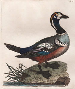 The Harlequin Duck